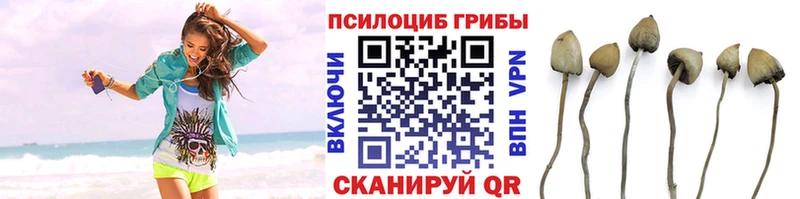 Галлюциногенные грибы Magic Shrooms  Новосокольники 